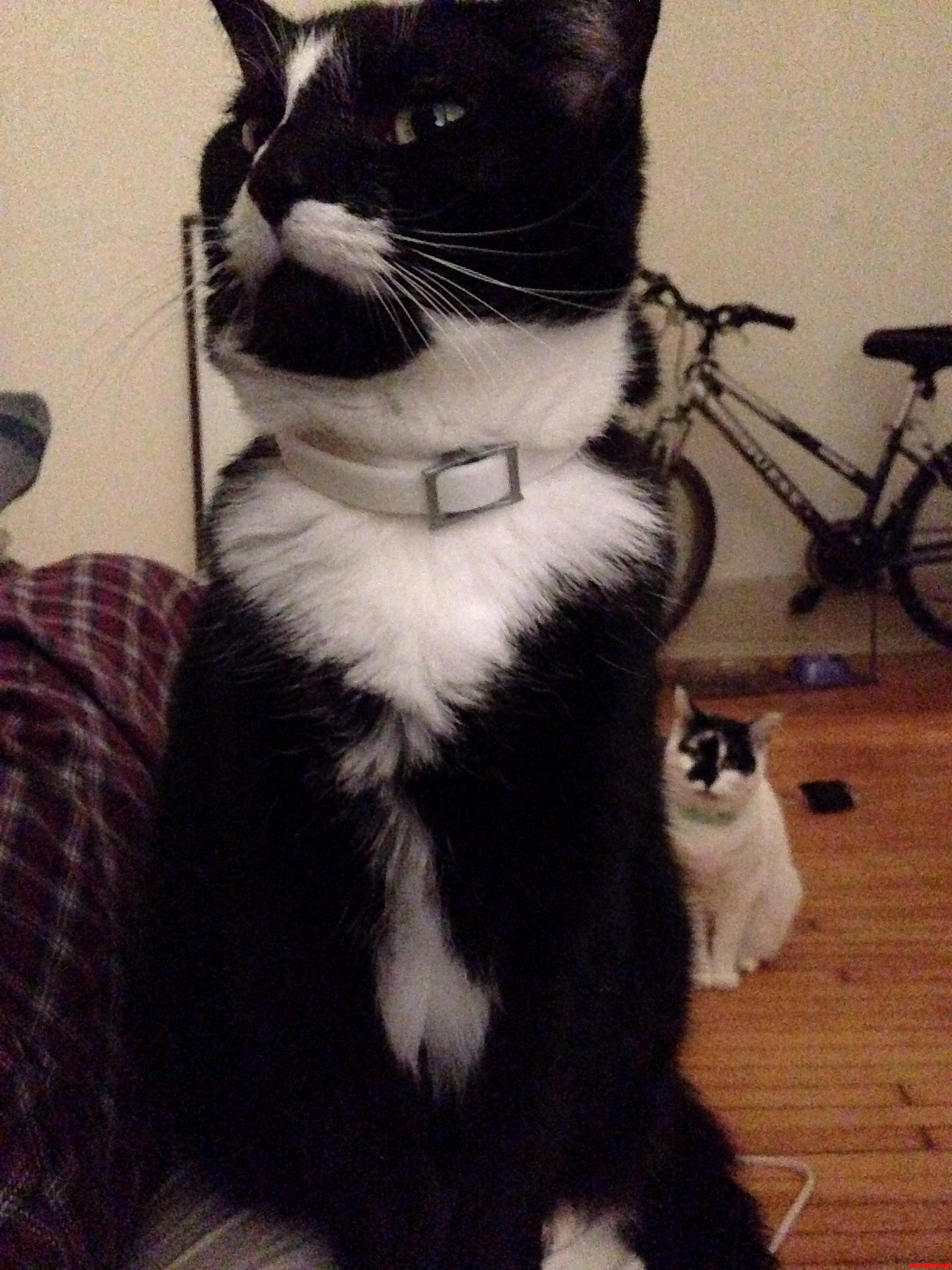 Boycat Has Regal Neck Floof