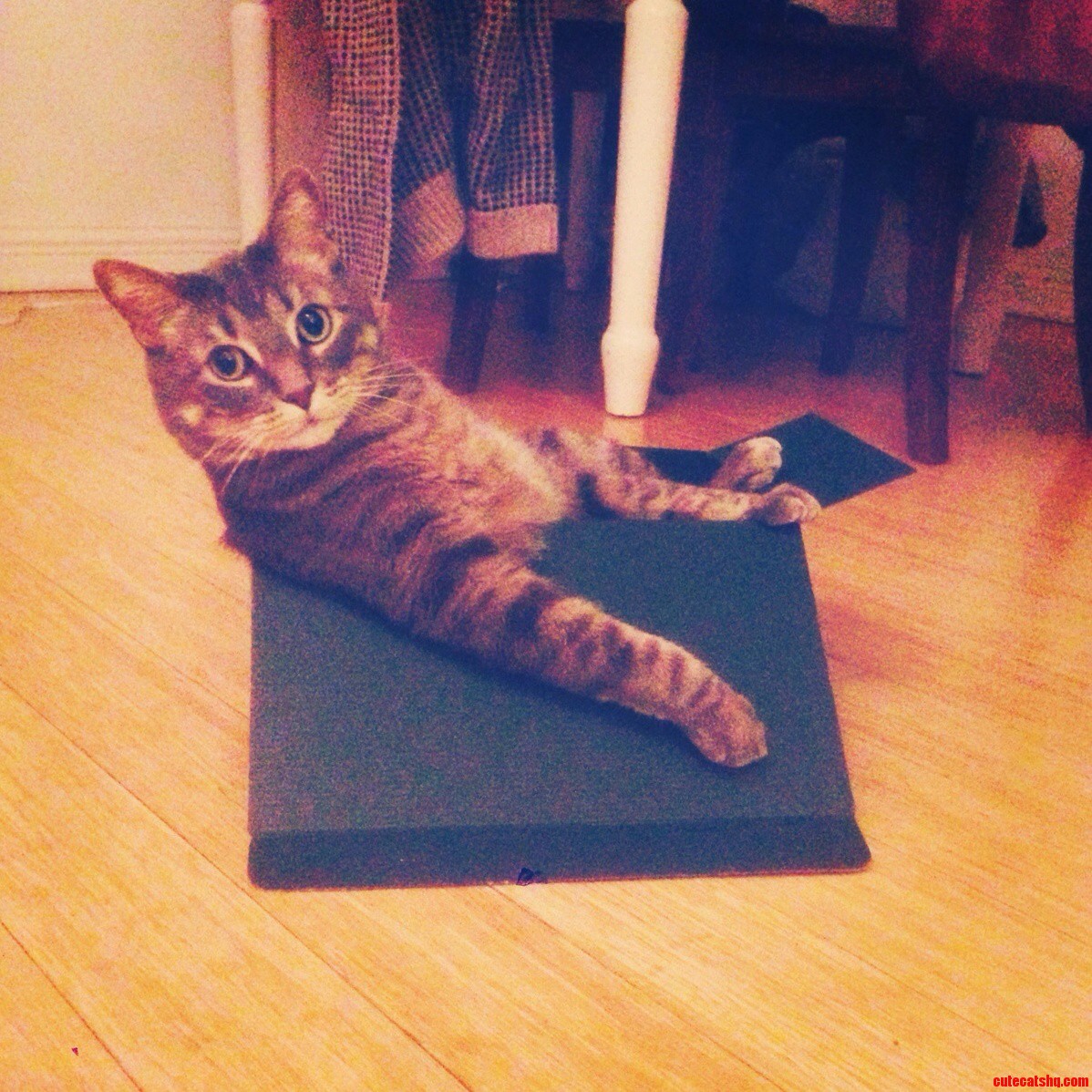 Brewster Loungin .