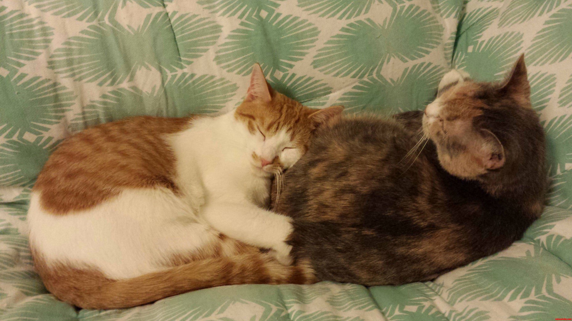 Butt Pillow