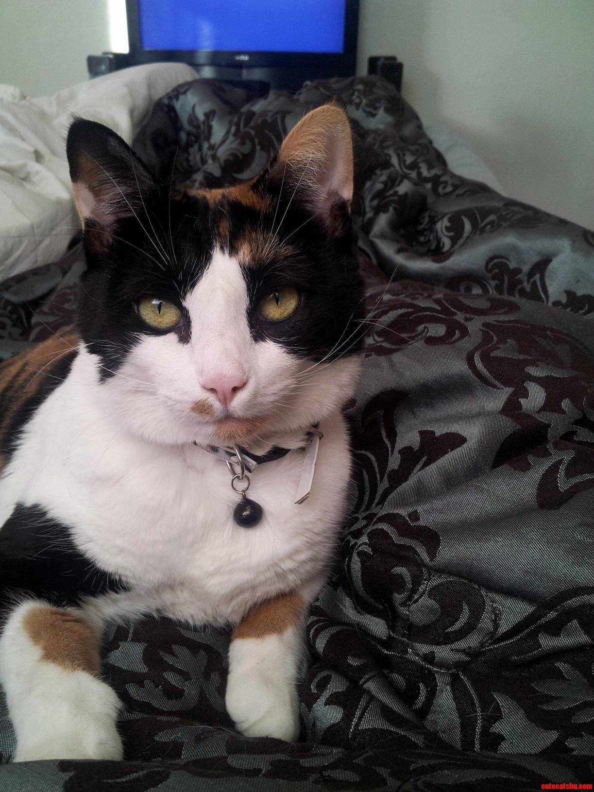 Calico Love