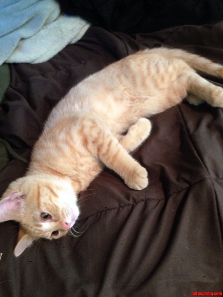 Can Someone Tell Me What Breed This Cat Is Thanks
