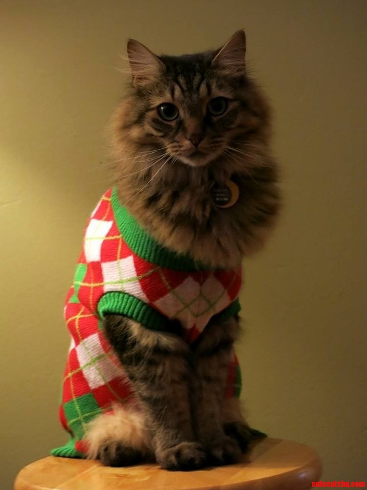 Carlton James Looking So Handsome at My Ugly Sweater Party