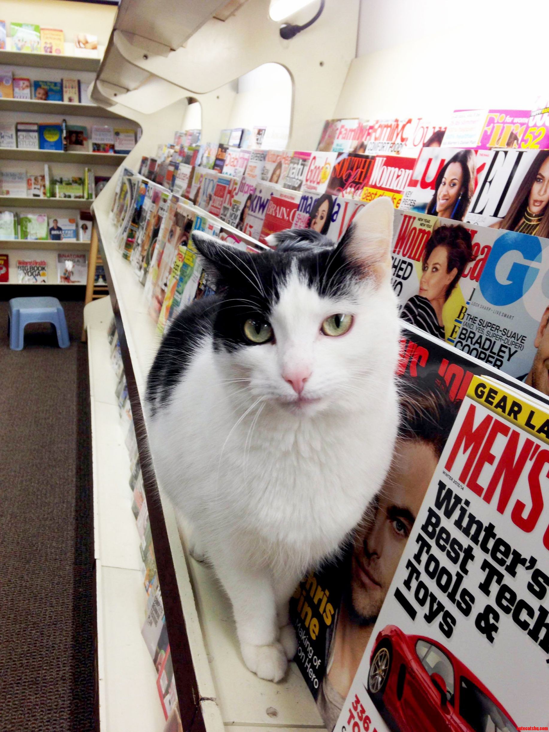 Cat at a Local Bookstore