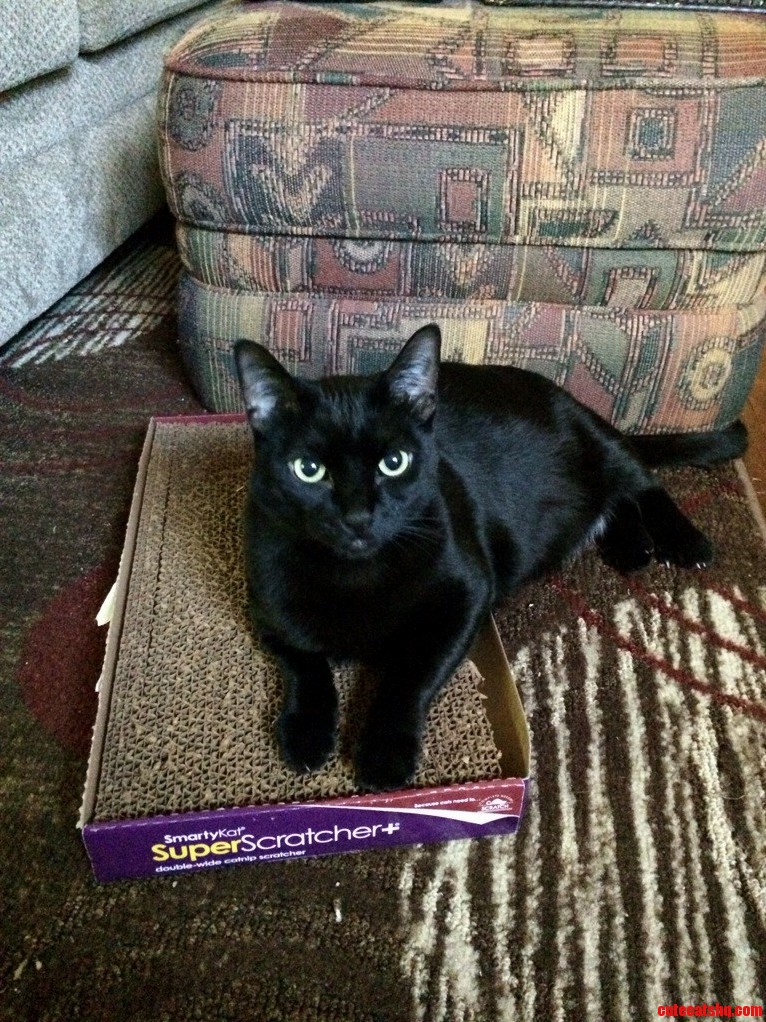 Cat Sitting. Best Job Ever.