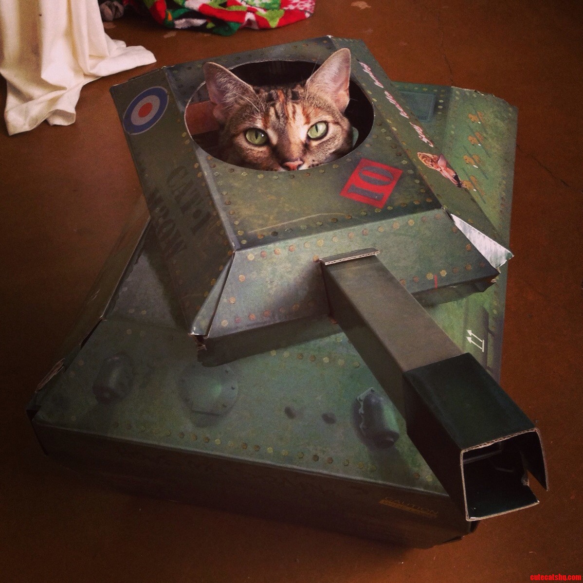 Cat Tank