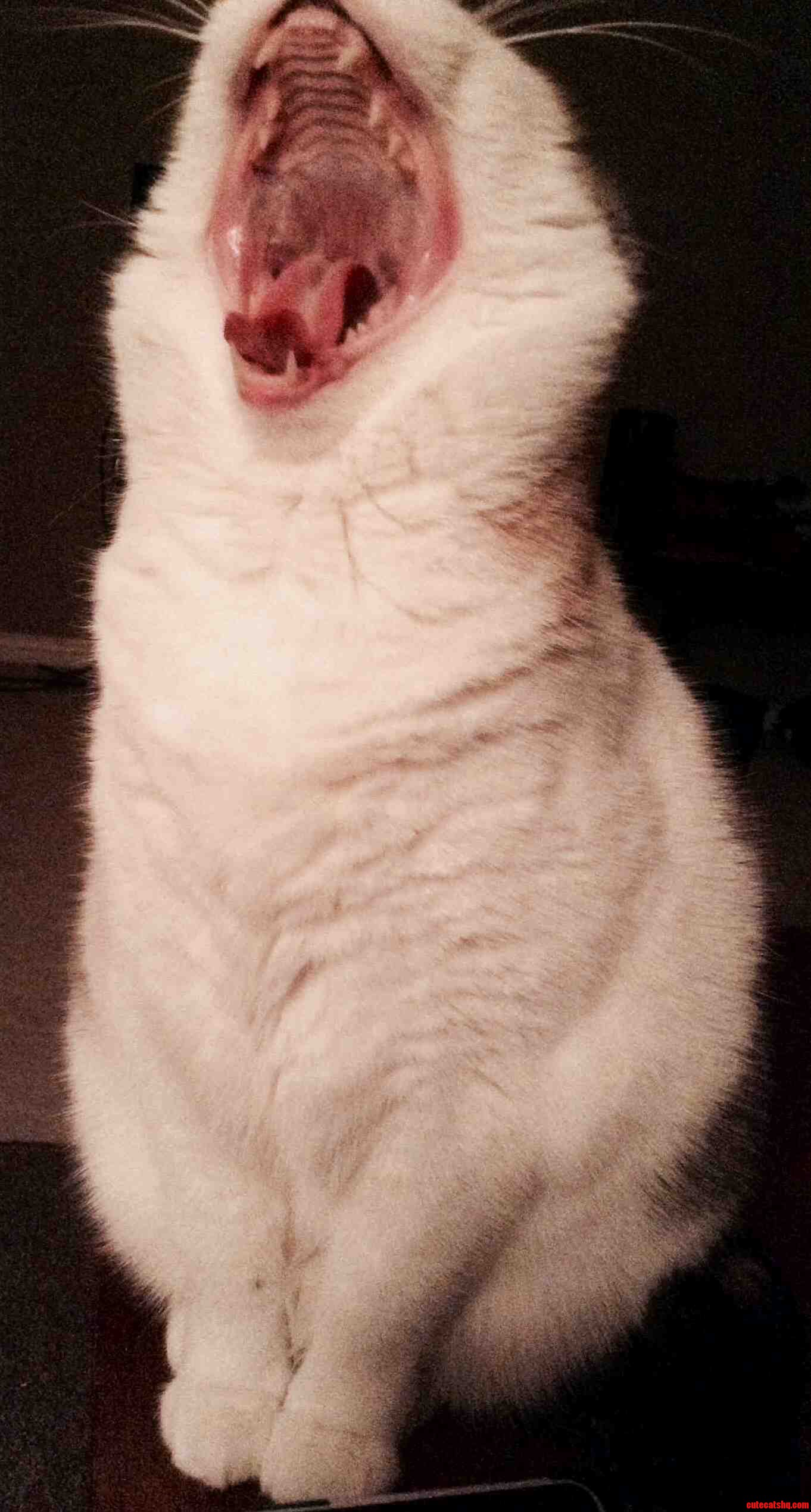 Caught Her in the Middle of a Yawn.