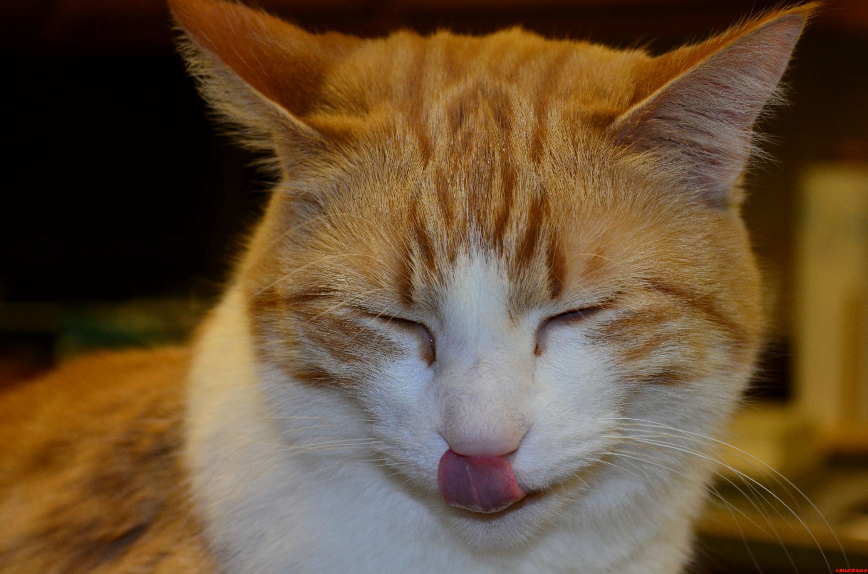 Caught My Cat Picking Her Nose.