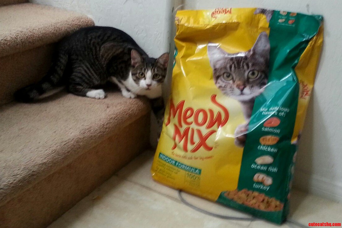 Caught My Cat Trying to Get Into Her Food