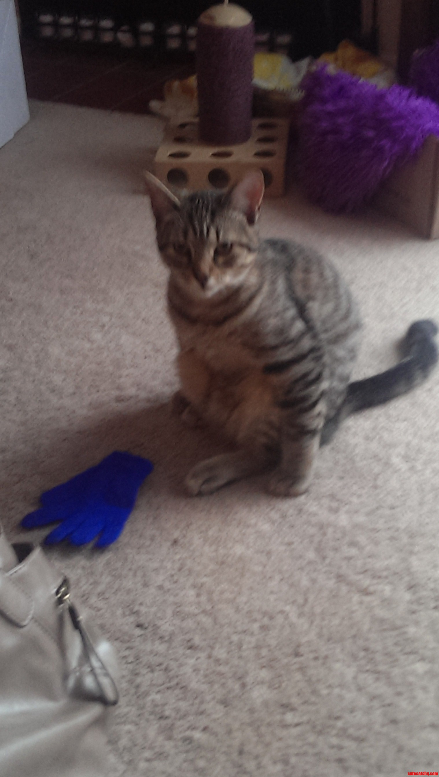 Caught Our Cat Sitting Like This.