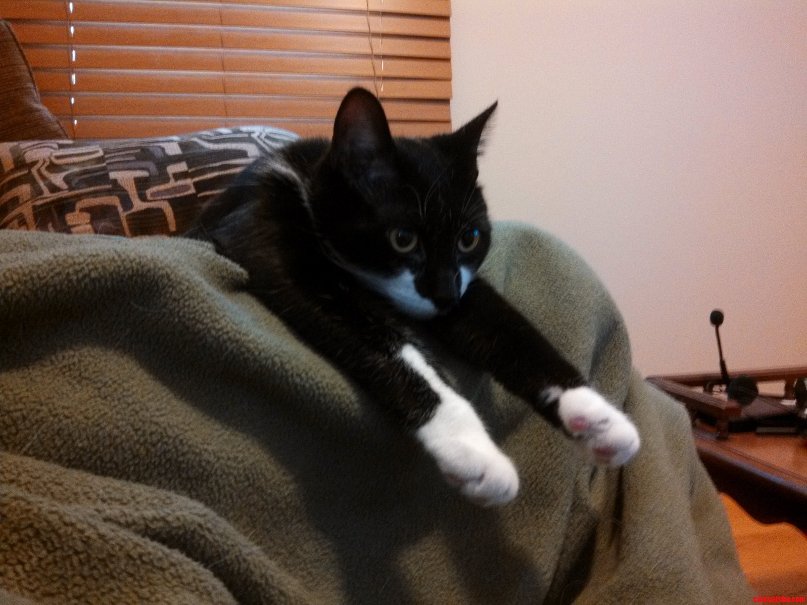 Charlie Is Very Intense When Hes Relaxing.