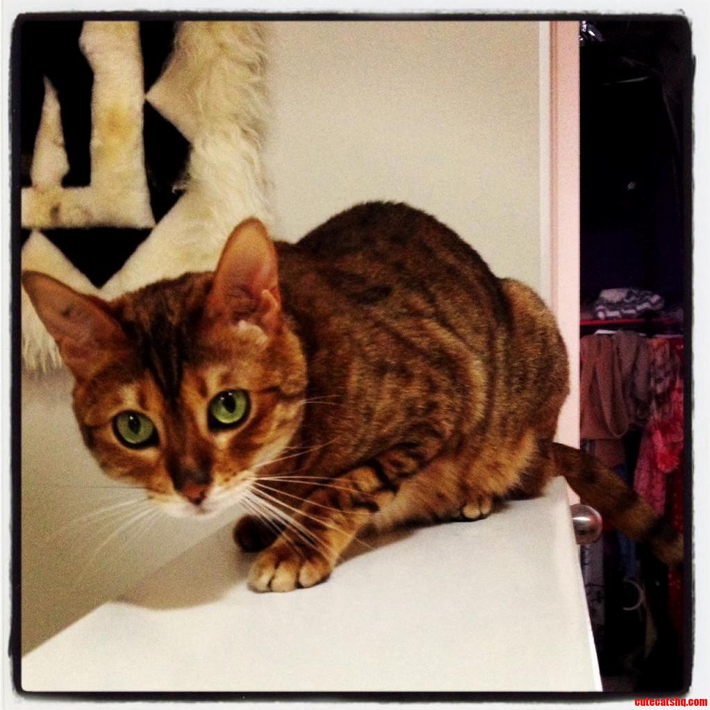 Cheeky Mia the 5 Year Old Bengal