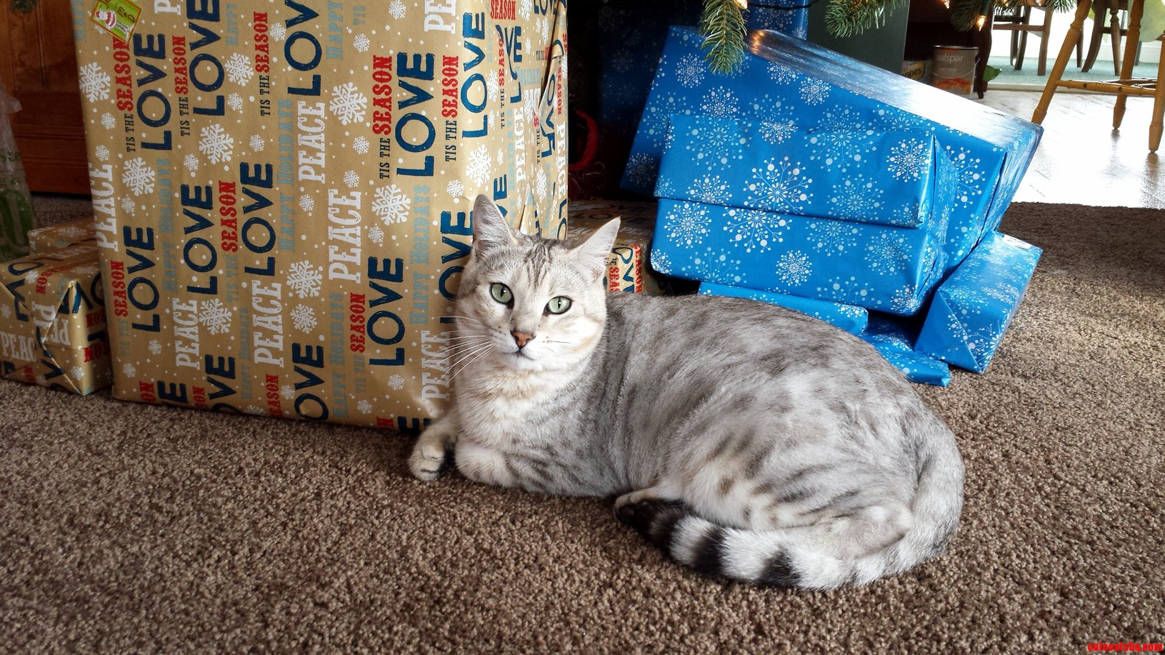 Christmas with My Silver Bengal