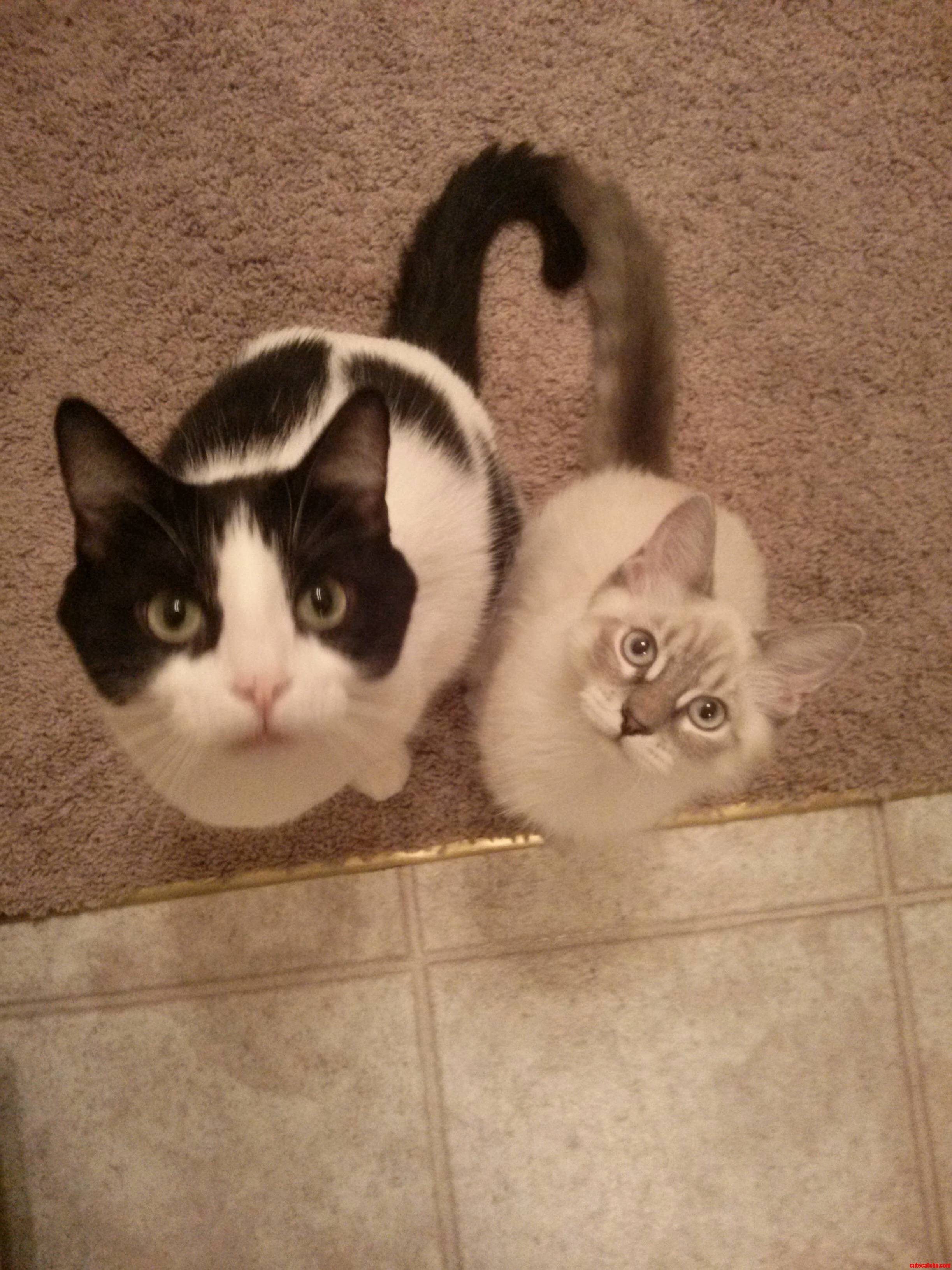 Connected at the Tail
