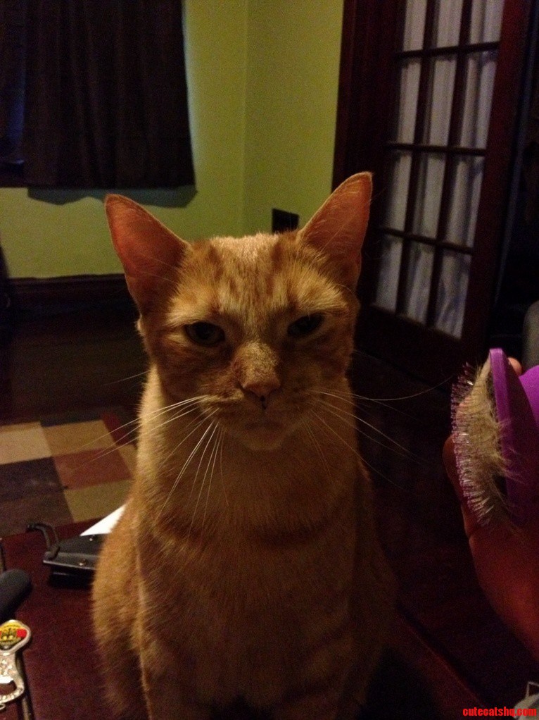 Cool Cat