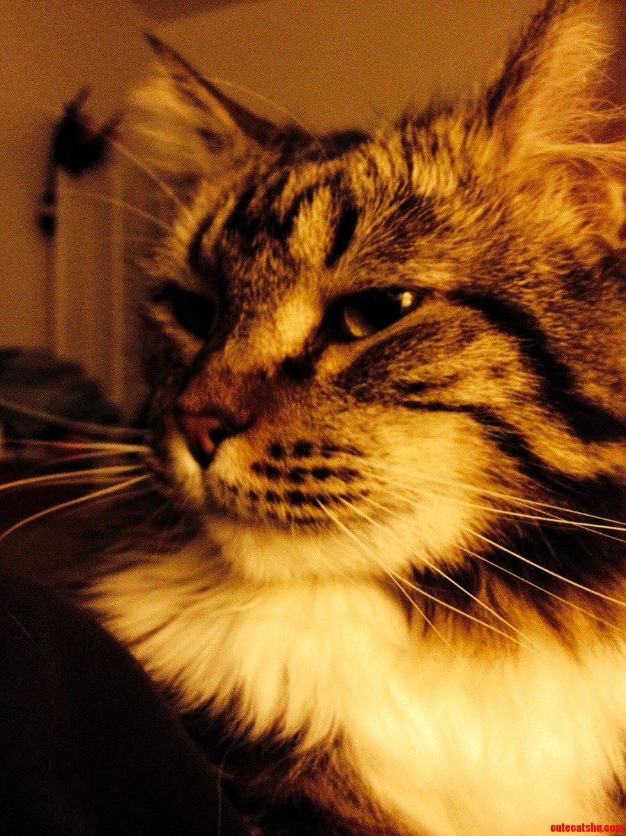 Cooters Good Morning Face