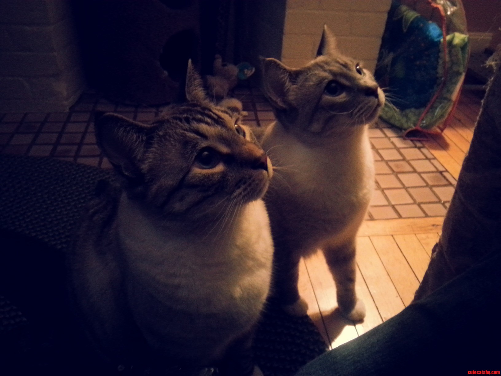 Copycats