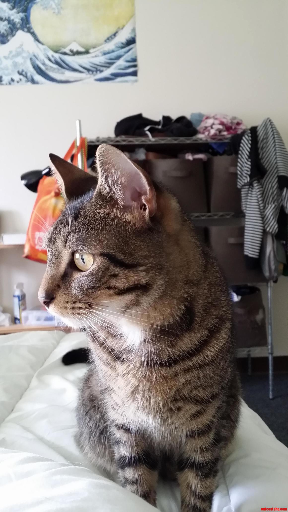 Cosmo Never Had a Long Attention Span.