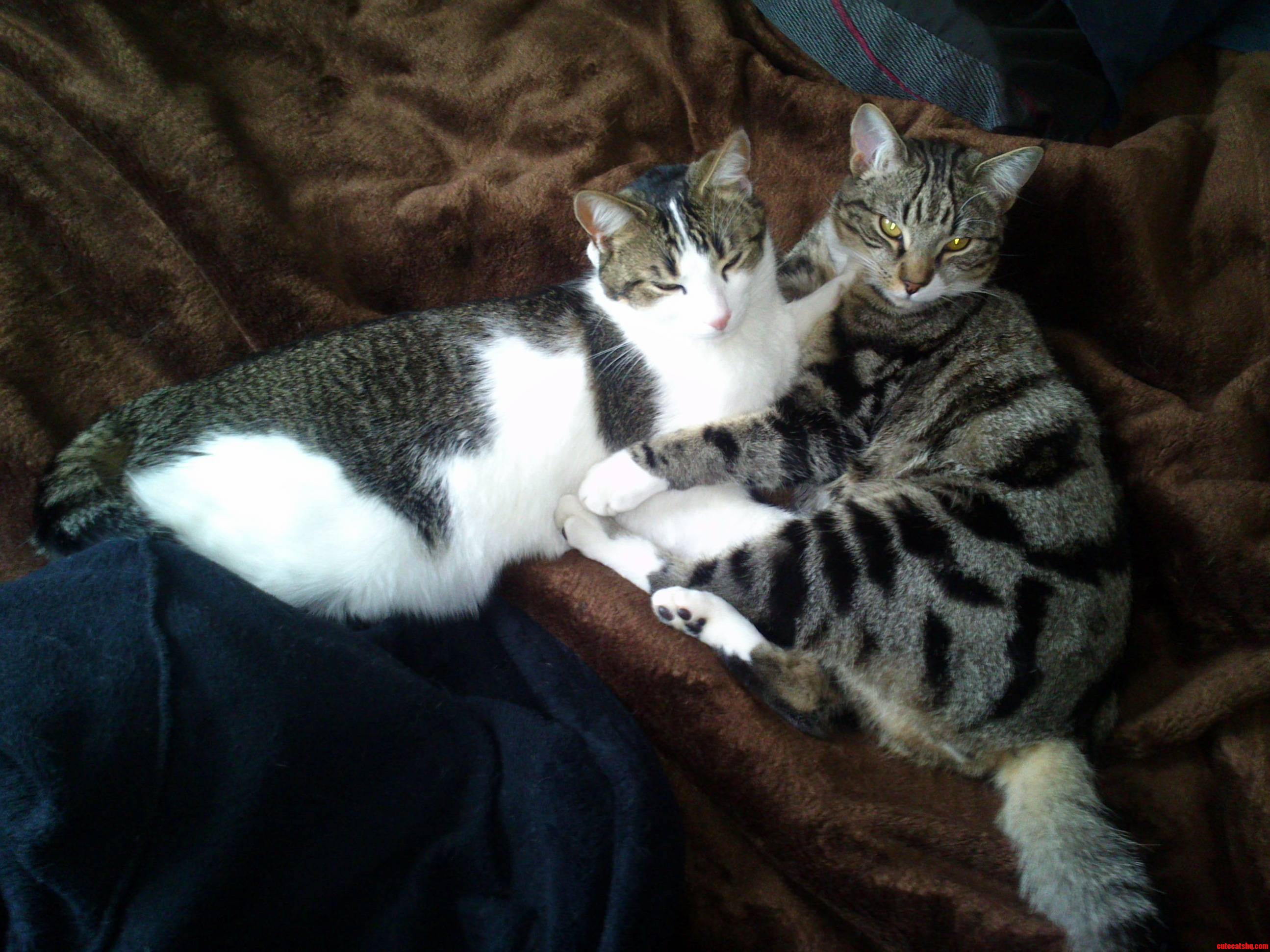 Cuddles Kitty