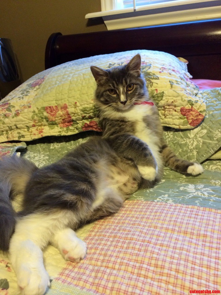 Curious If Anyone Knows What Kind of Cat My Little Princess Is