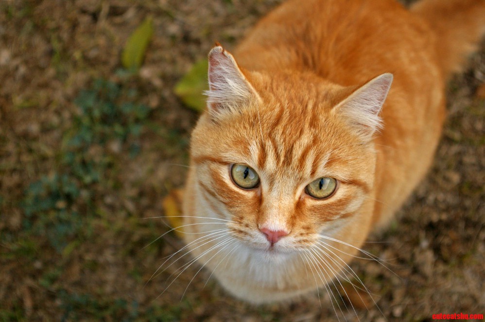 Curious Orange Neighbor Cat