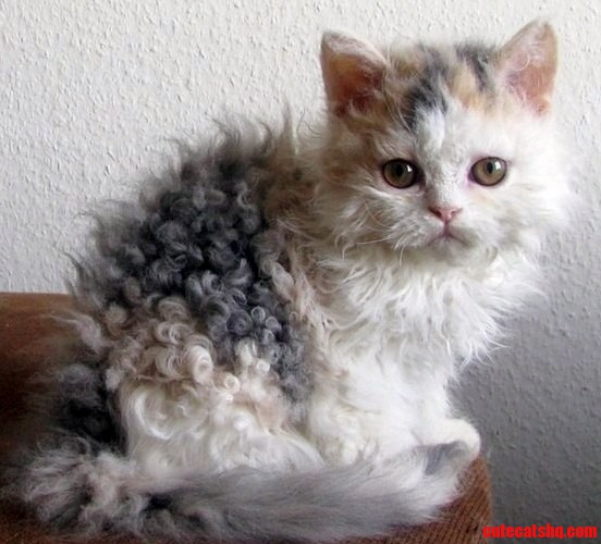 Curly Cat