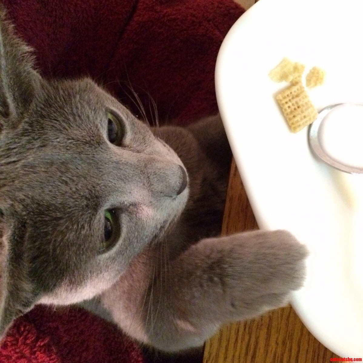Dat Milk. I Need Disssss...