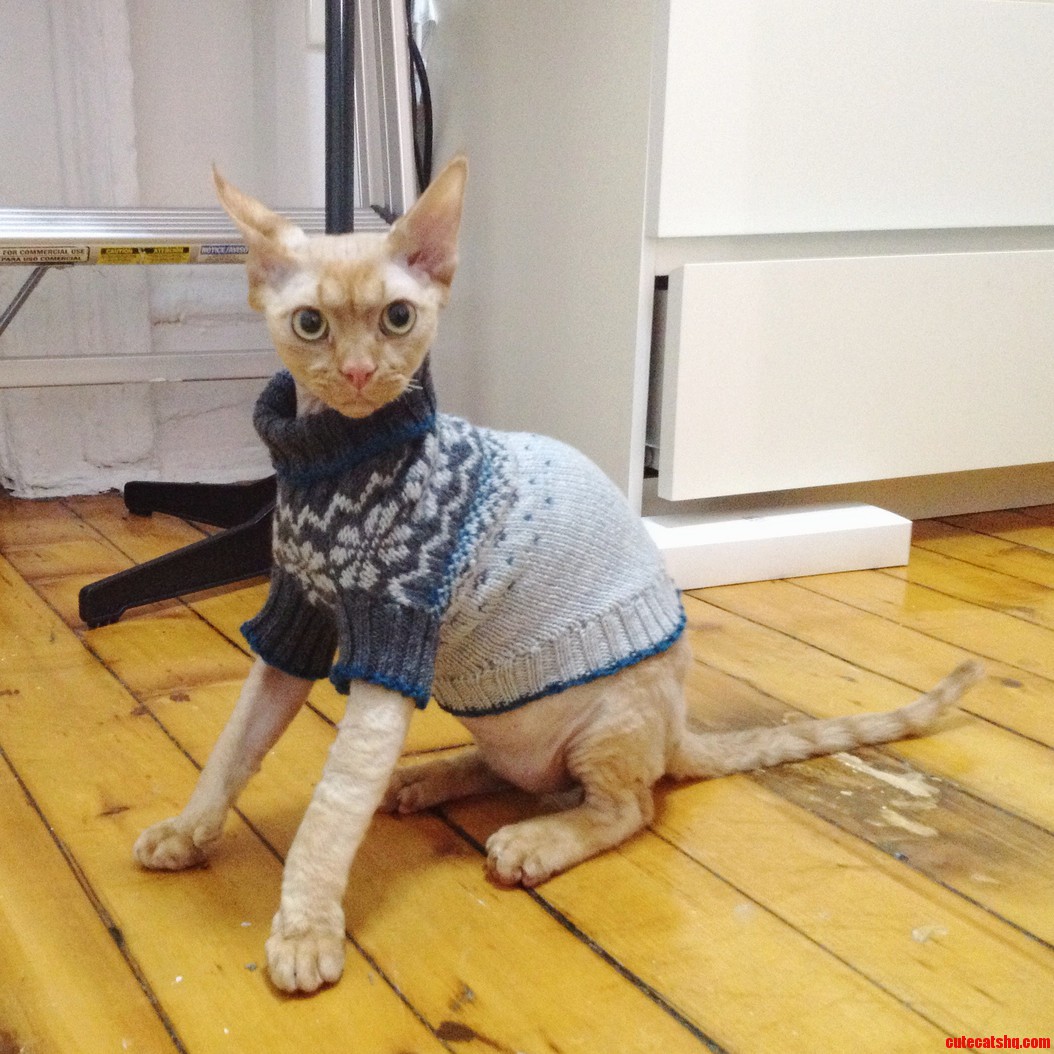 Devon Rex Hating His Christmas Gift Knitted by My Genius Best Friend