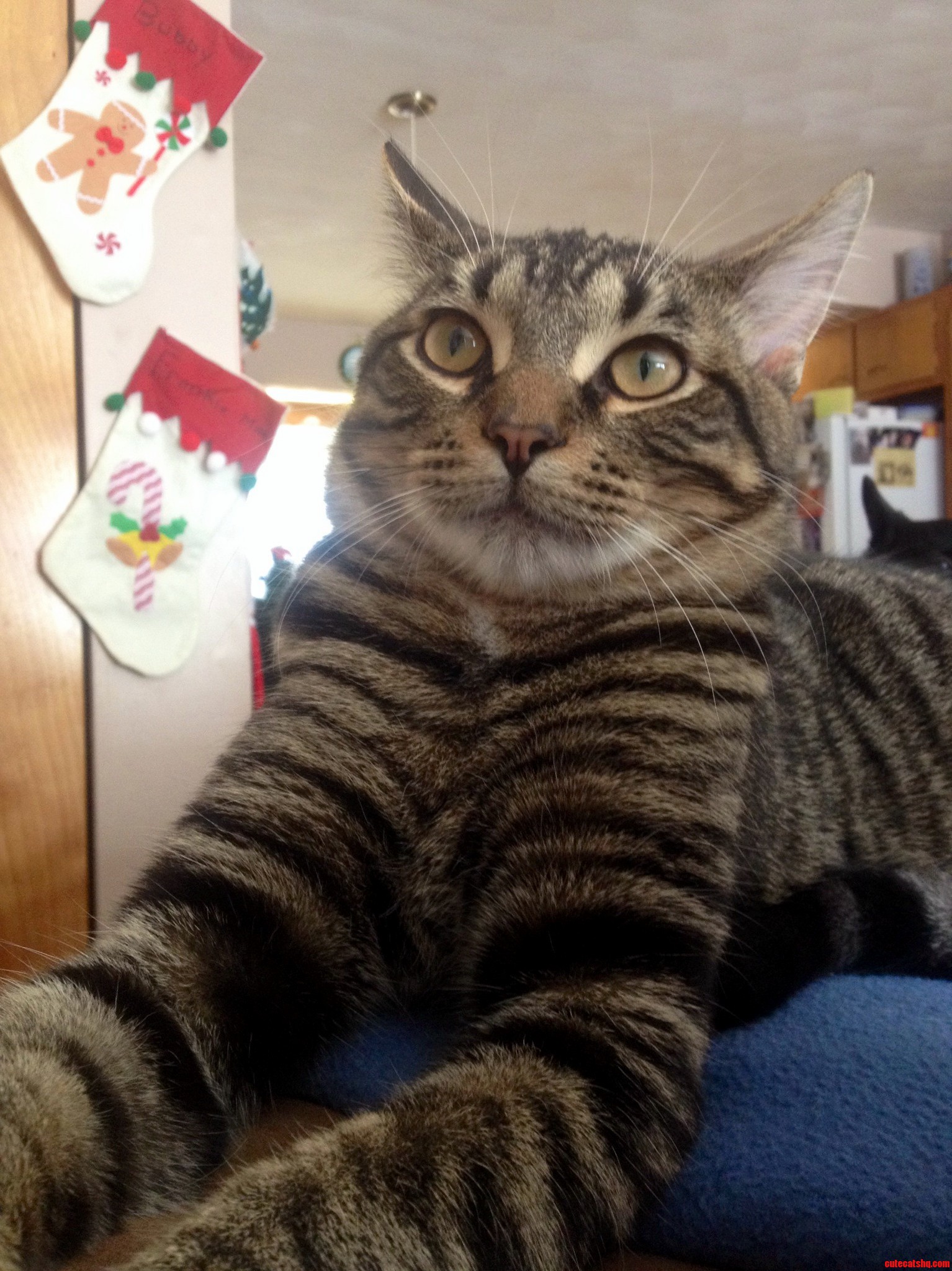 Did You Say Vet