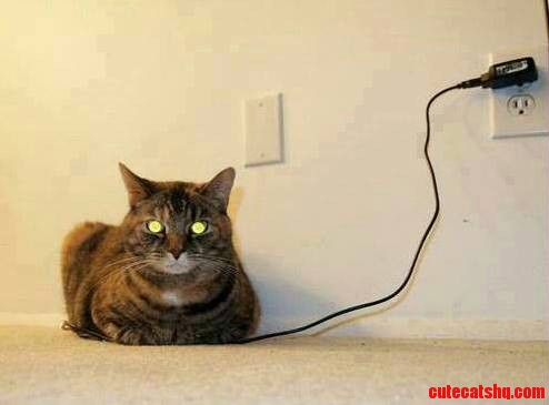 Do Not Disturb... Cat Is Charging