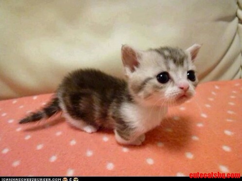 Does Anyone Know This Munchkin Shes Adorable and I Want to Follow Her Online