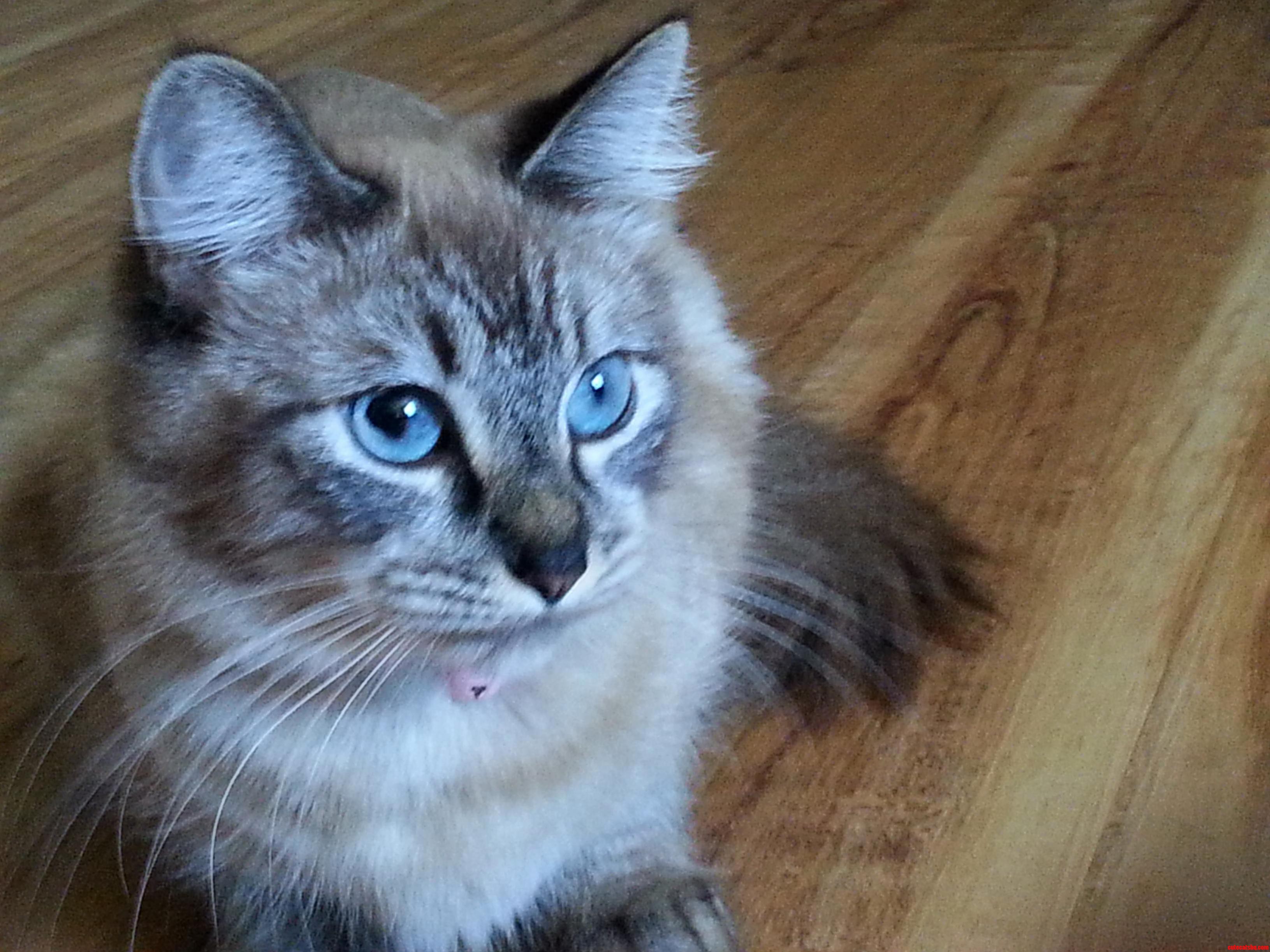 Does Anyone Know Whats with My Kittys Eye