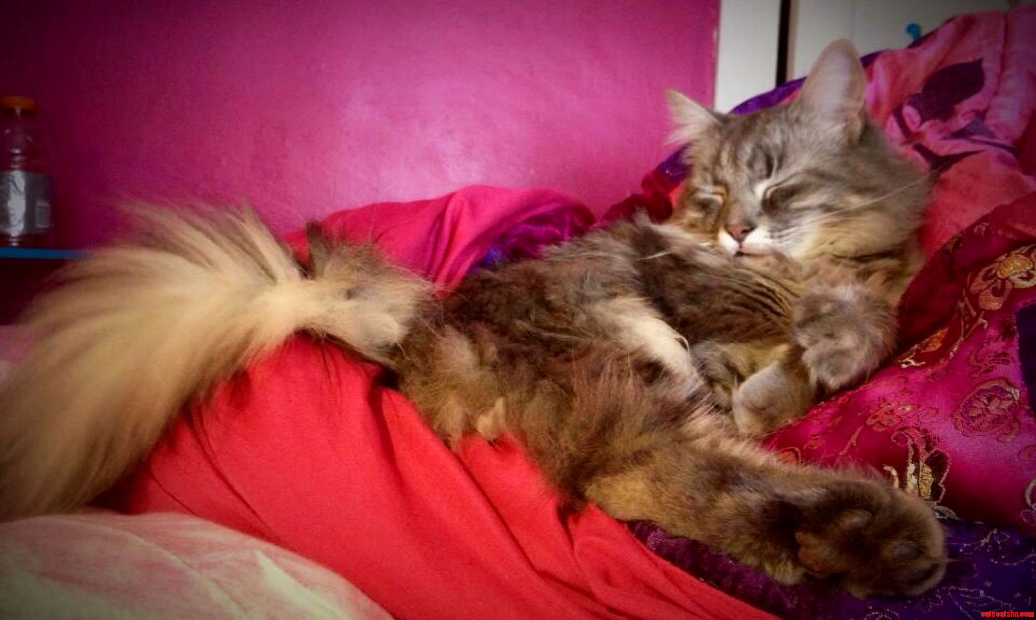 Duchess Angelica in Slumber