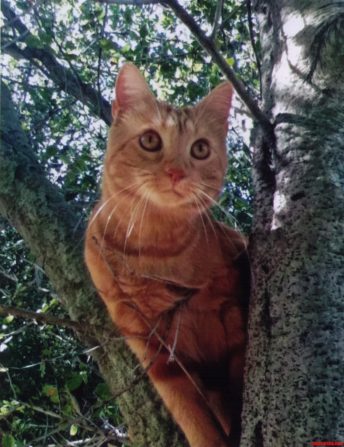 Either My Cat Lisa Is a Photogenic Super Model