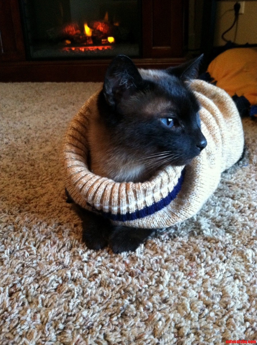 Enjoying the Snowstorm Safely Inside