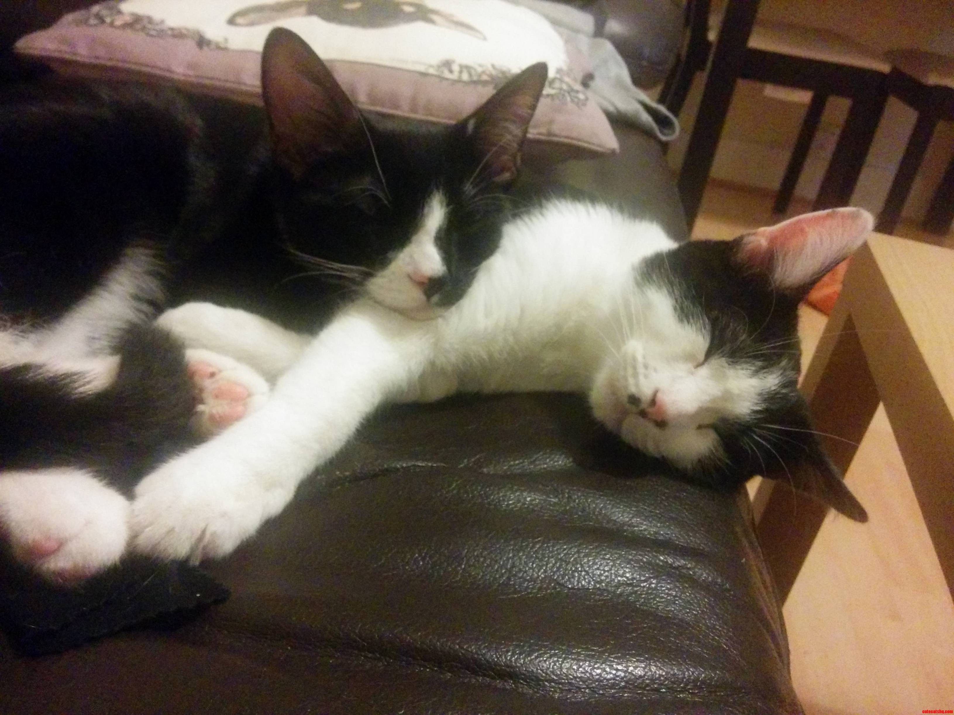 Even After 6 Months They Still Snuggle Up Together on the Sofa