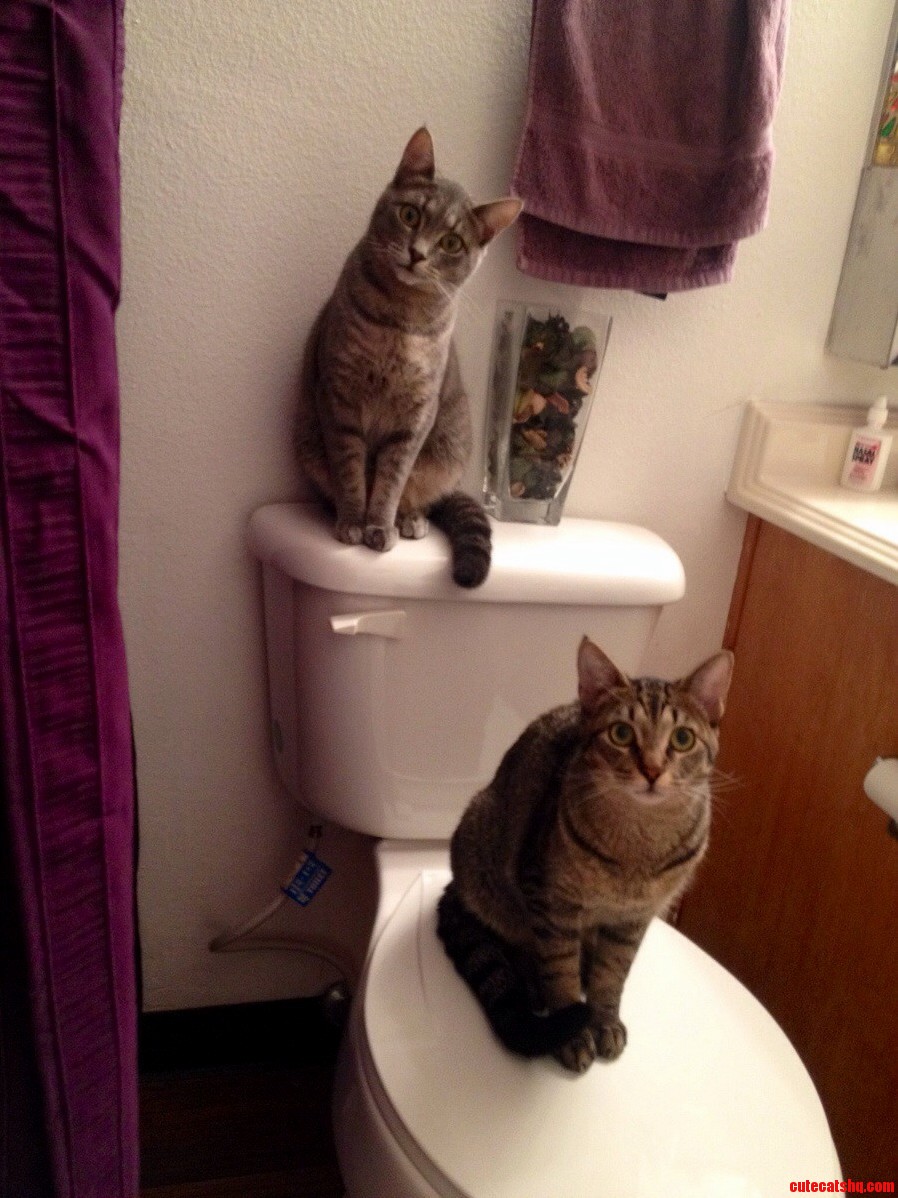 Every Time I Get Out of the Shower These Two Are Just Watching Waiting..