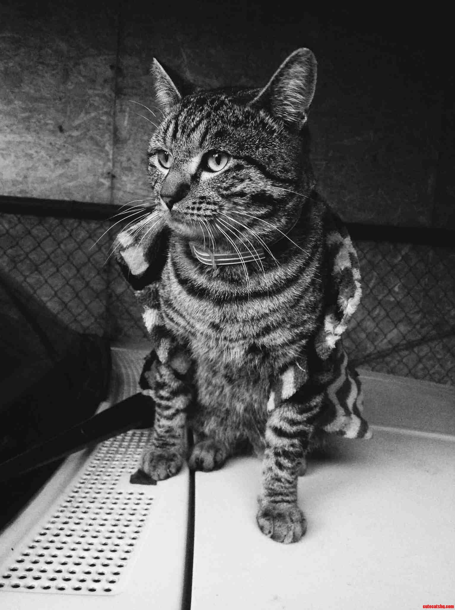 Fat Cat in a Little Coat. Oc