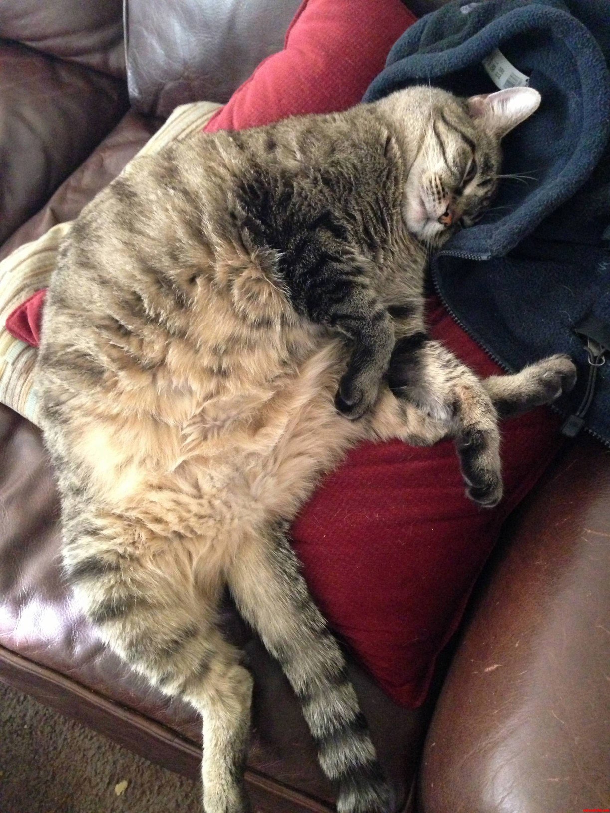 Felis Silvestris Catus the Domestic Housecat. One of the Earths Most Graceful and Elegant Creatures.
