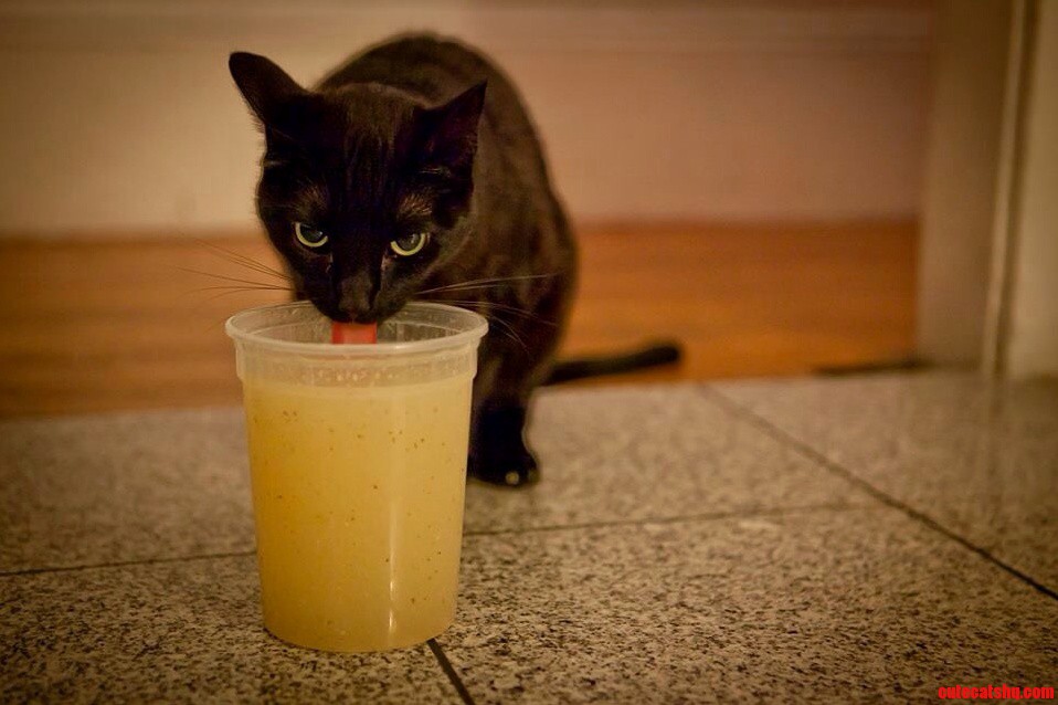 Fernanda Torres Gets a Litre of Chicken Stock.