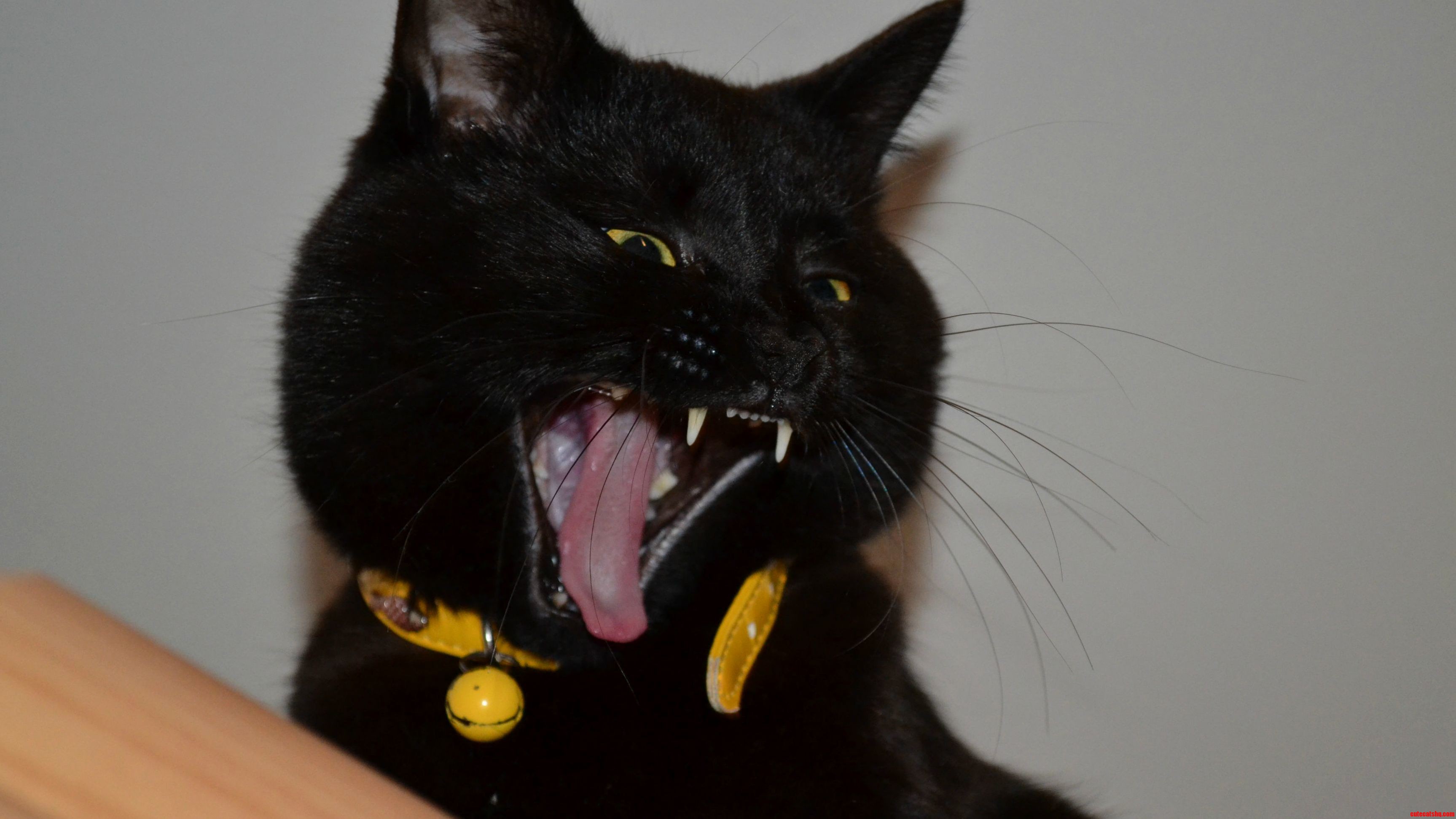 Fierce Predator