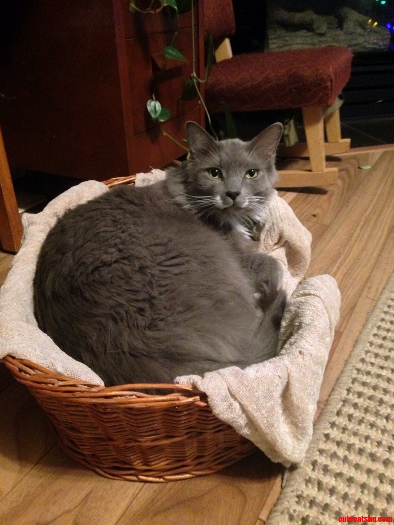 First Time I Ve Ever Seen Him Use the Pet Bed.