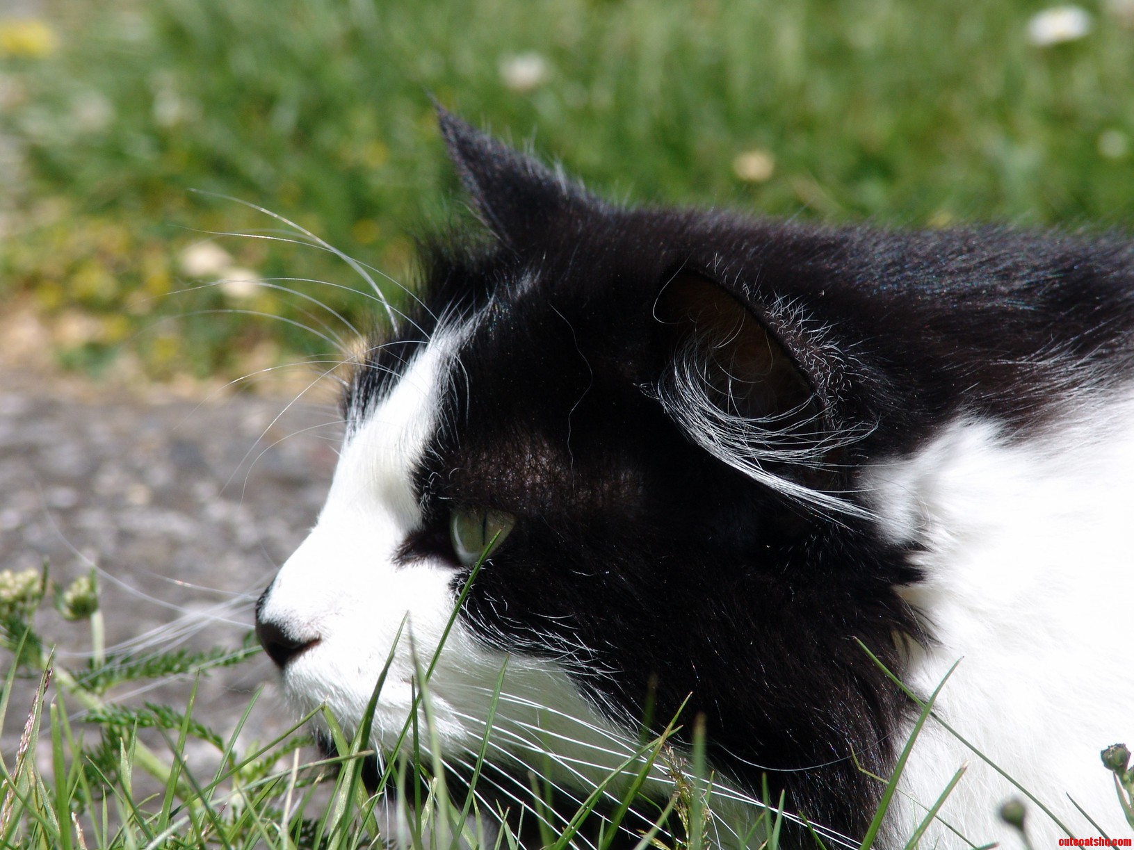 Flea the Papillon Hunter in Her Natural Enviroment.