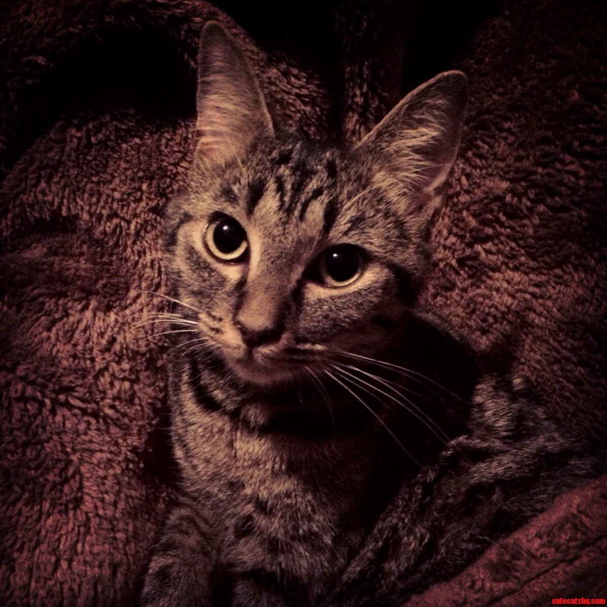 Foster Cat Got Adopted Today