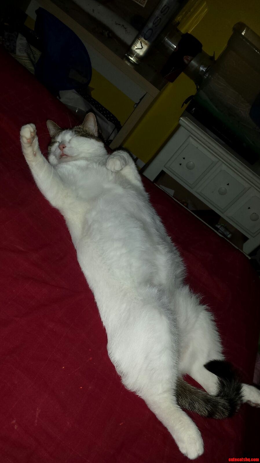 Found One of Cats Sleeping...