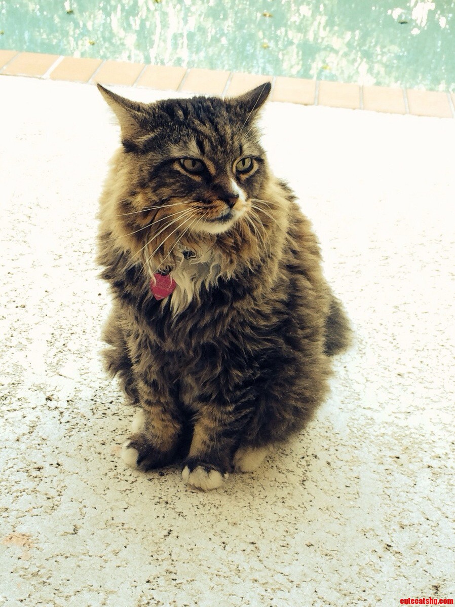 Found This Handsome Devil Hanging Out in My Backyard. His Name Is Smokey
