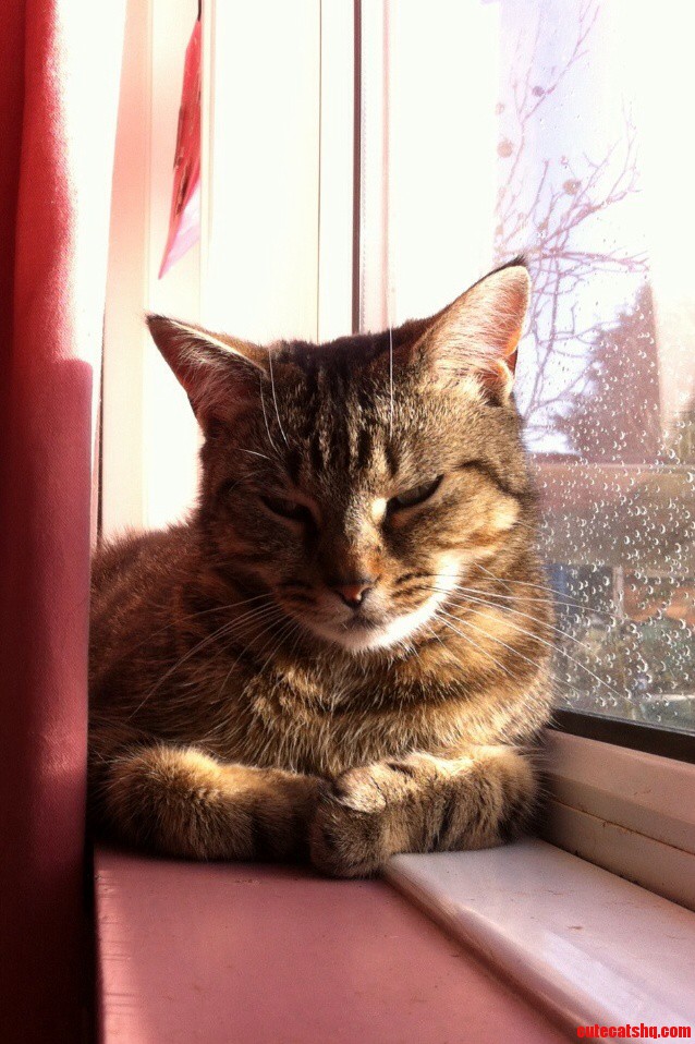 Fudge in the Sun