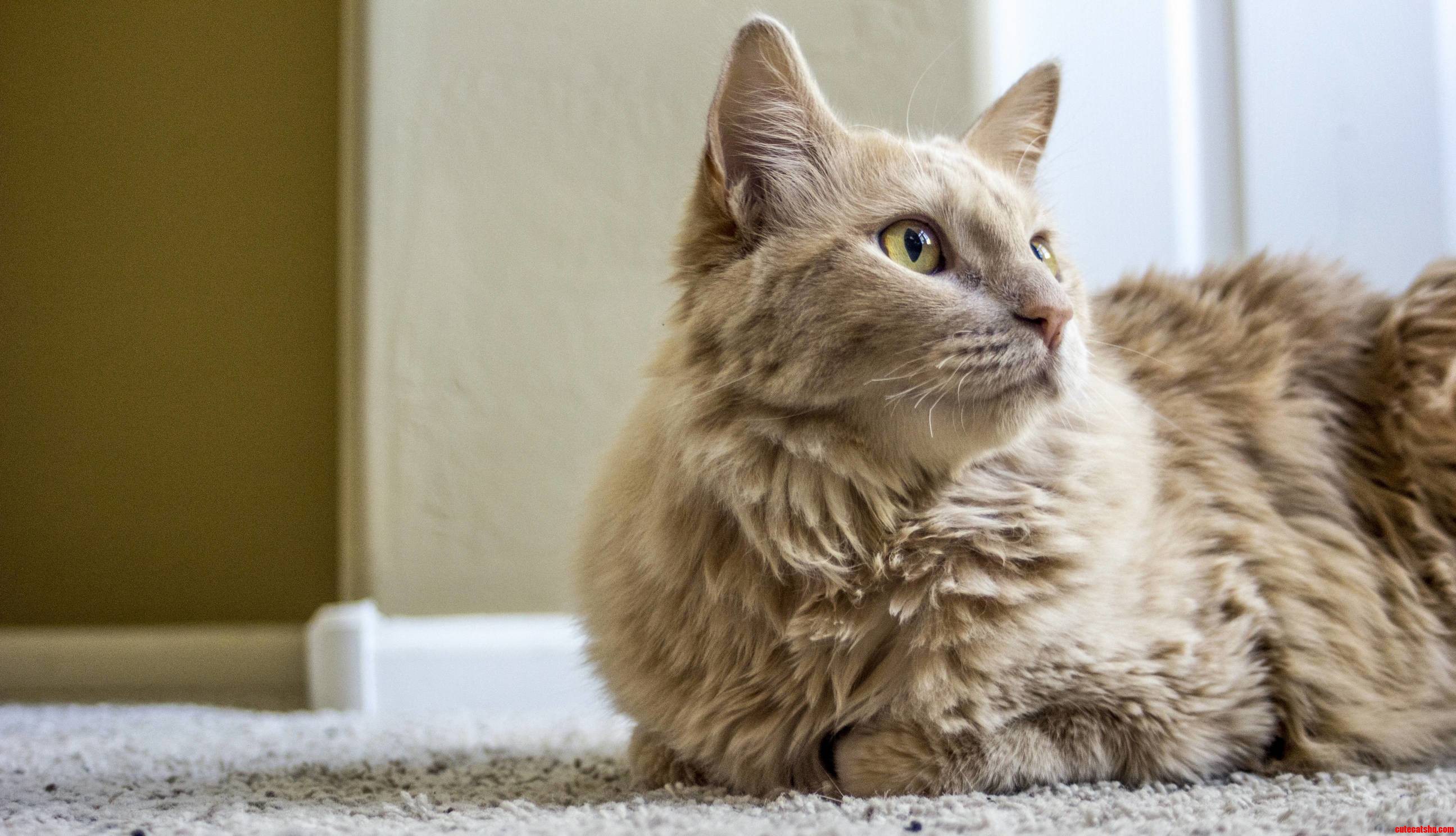 Fuzzball