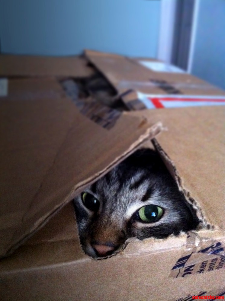 Girlfriend Sent Me This Picture While Packing for a Move