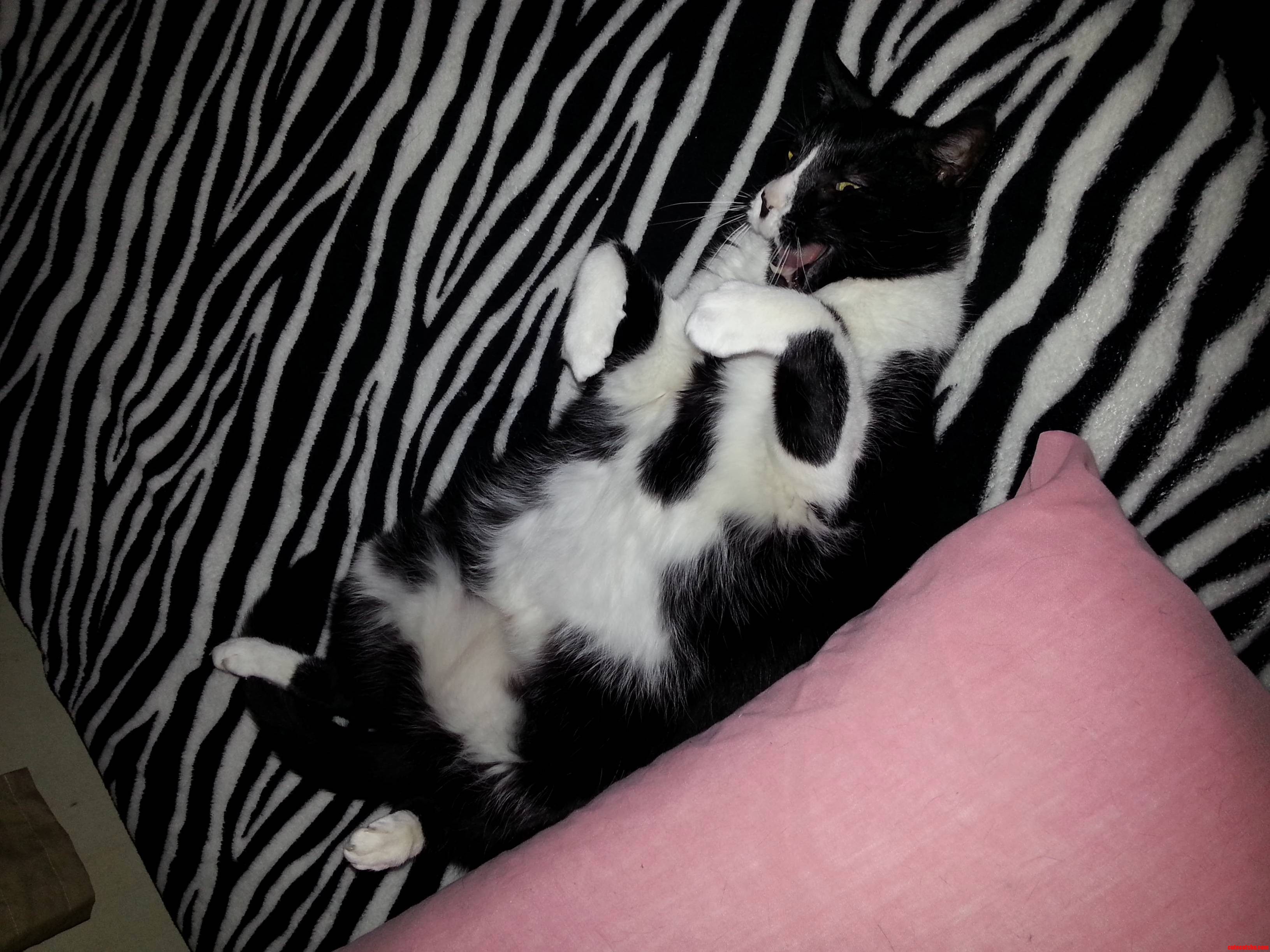 Gmas Goofy Cat
