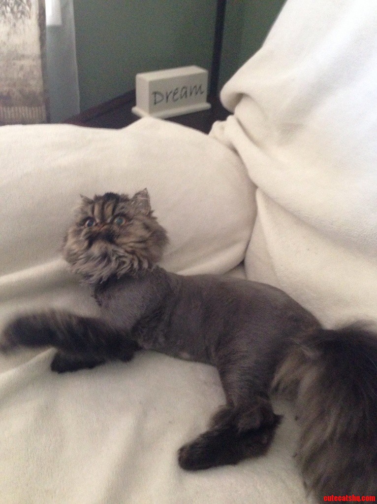 Got My Kitty Shaved...